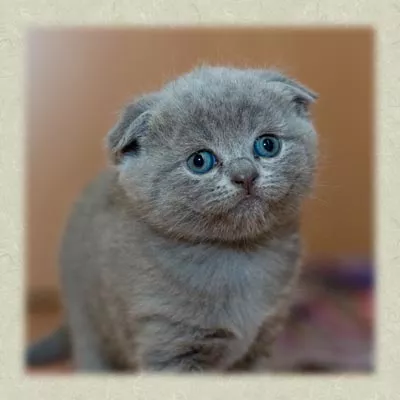 versicherung für Katzen versicherung für Katzen